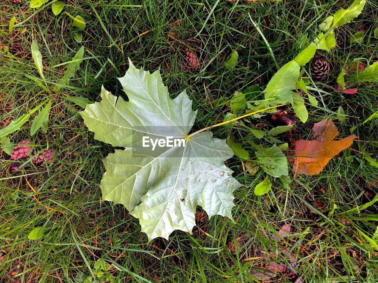 High angle view of leaf on field