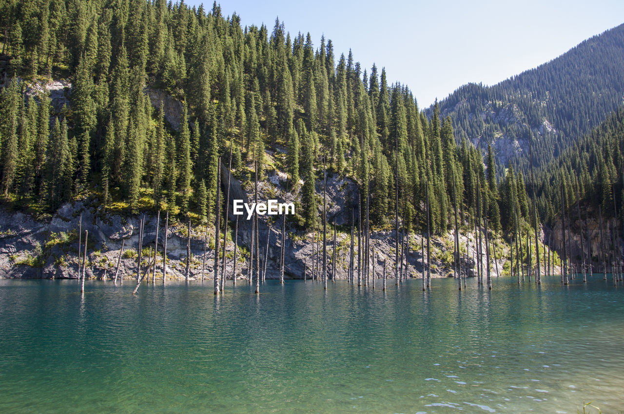 Panoramic view of pine trees against sky