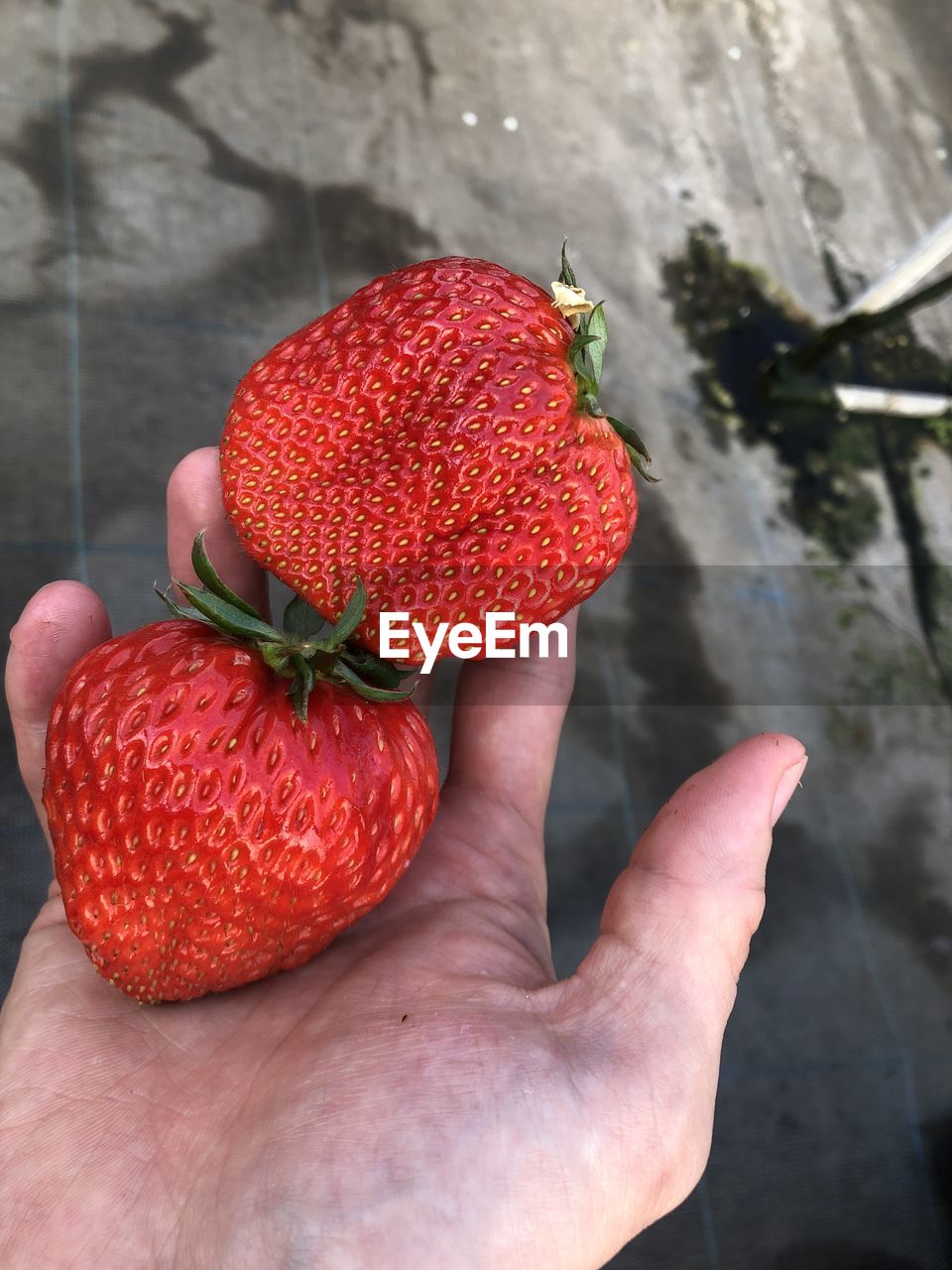 hand, food, healthy eating, food and drink, fruit, strawberry, one person, freshness, holding, red, wellbeing, berry, plant, produce, close-up, organic, nature, day, flower, high angle view, lifestyles, ripe, agriculture, outdoors, adult, juicy, focus on foreground, berries