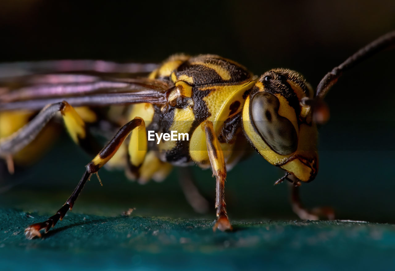 CLOSE-UP OF BEE ON LEAF