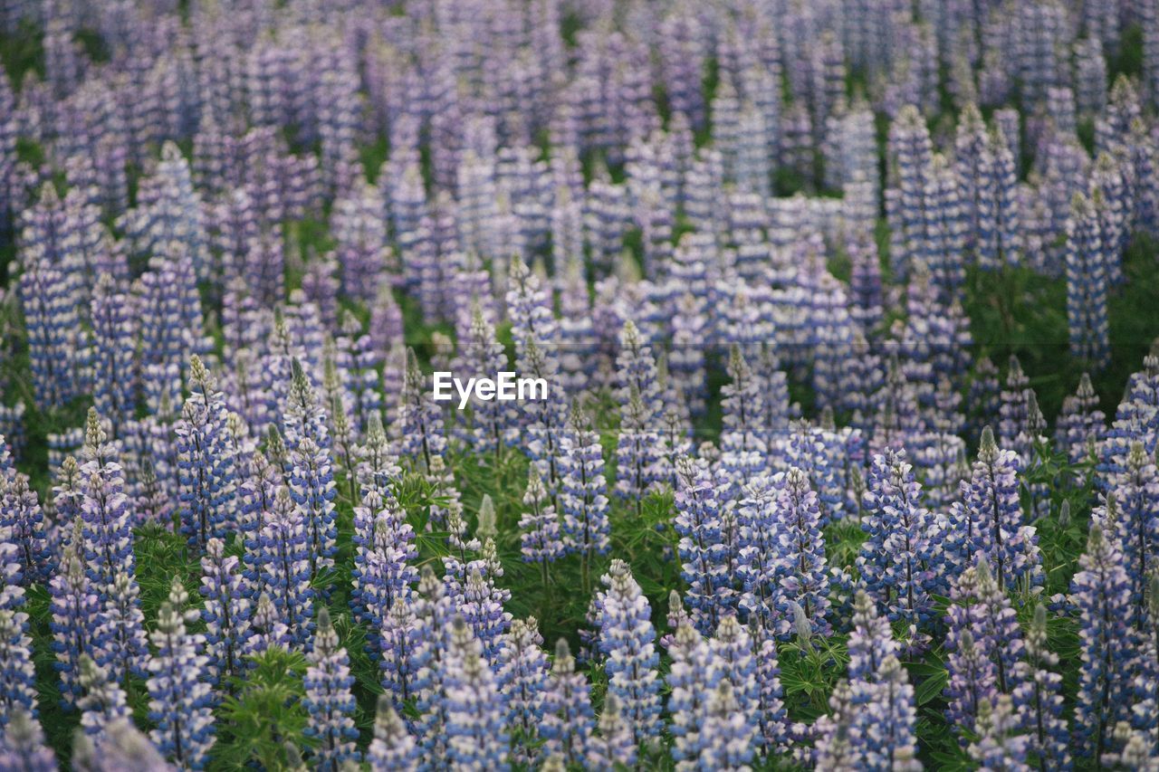 CLOSE-UP OF LAVENDER FLOWERS IN FIELD