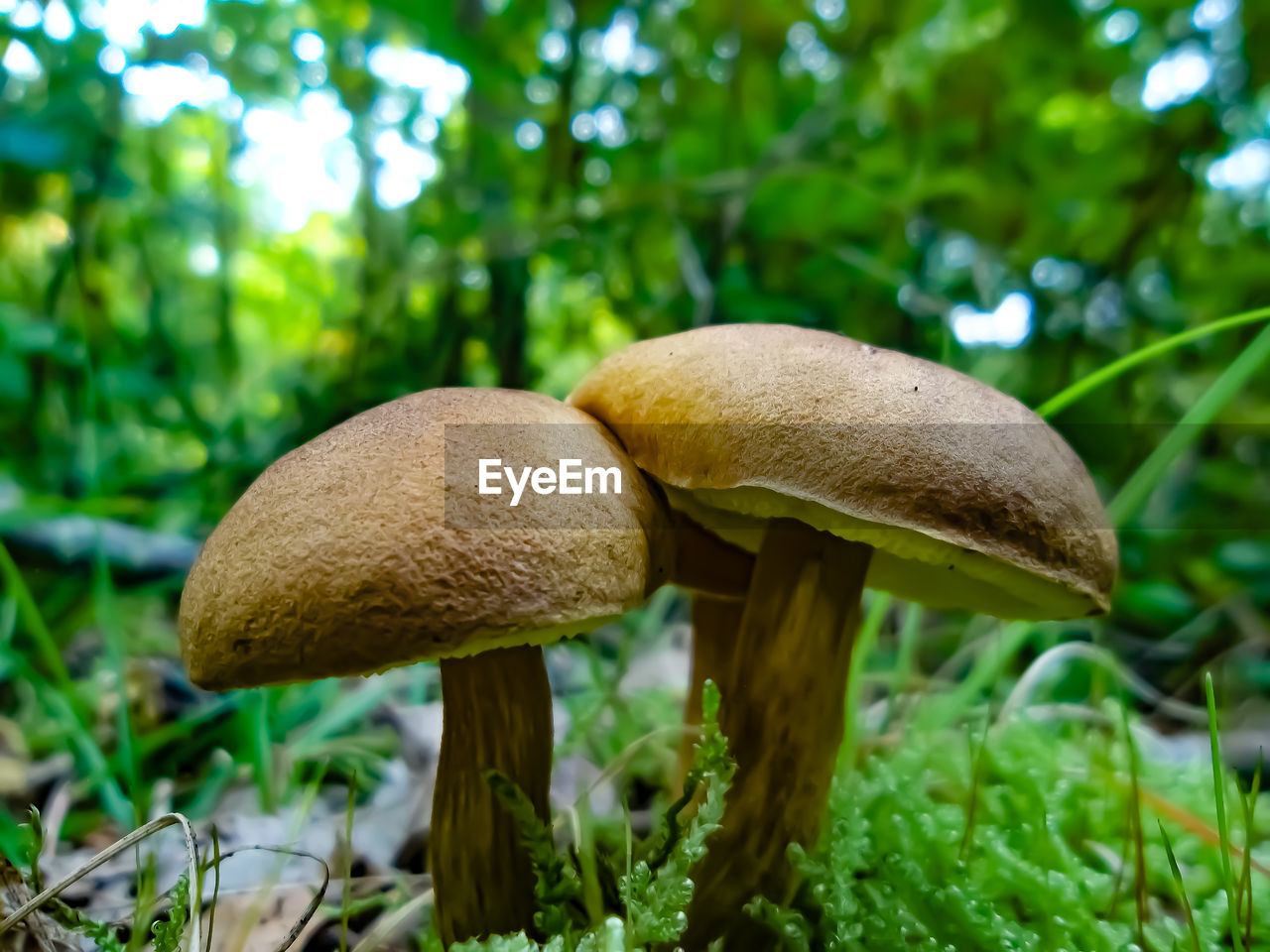 CLOSE-UP OF MUSHROOM ON FIELD