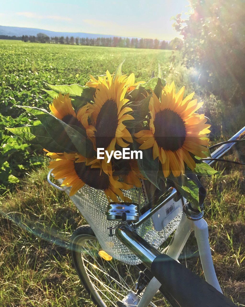 Close-up of yellow flowers growing in field