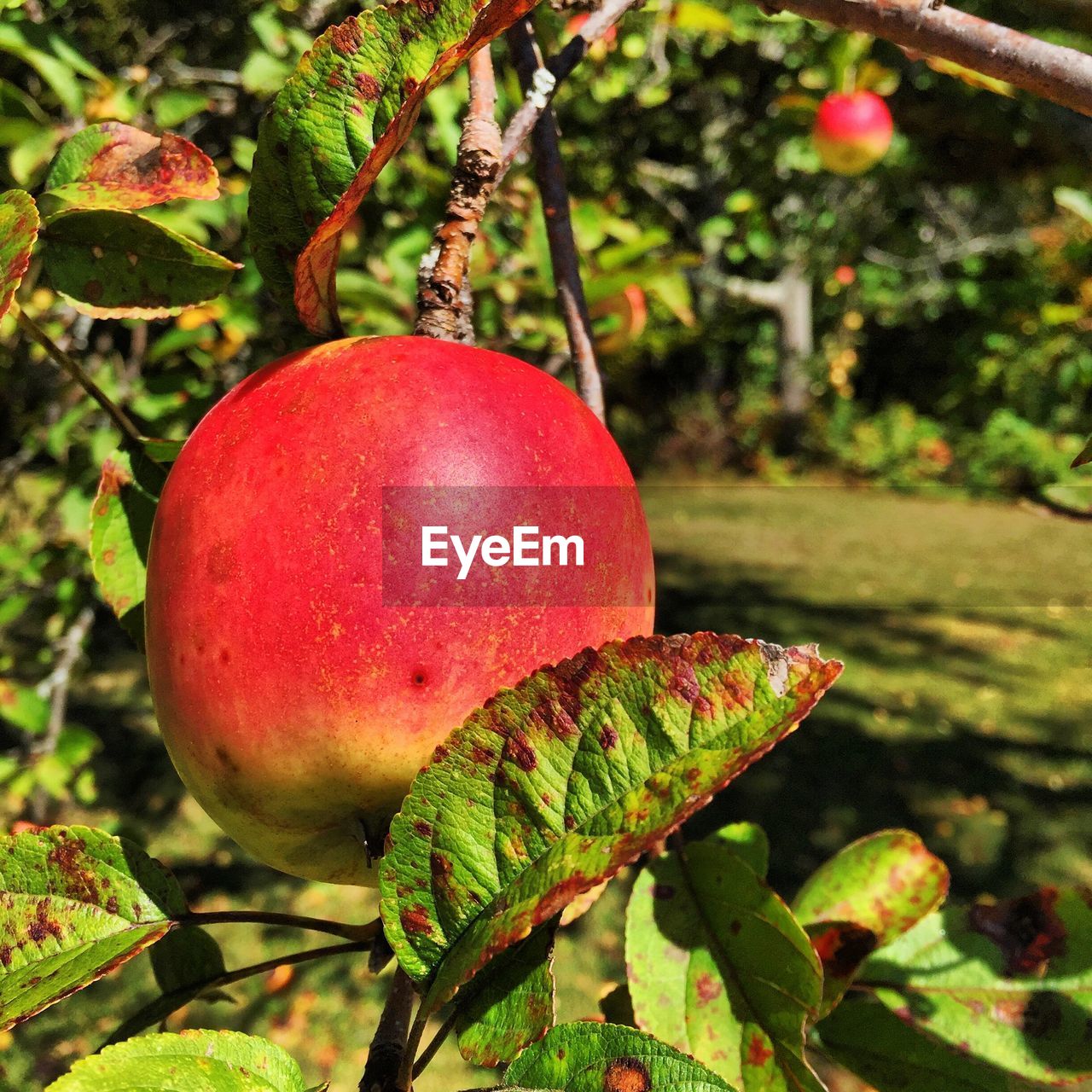 Close-up of red apple growing on tree