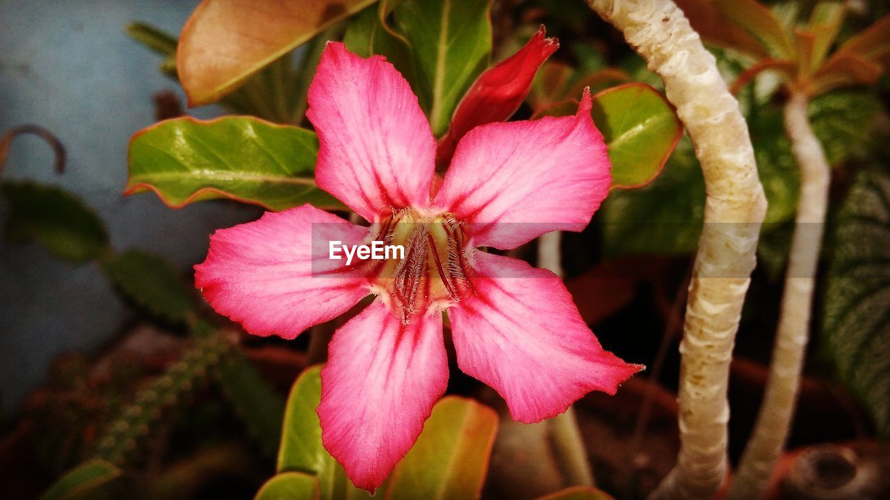 CLOSE-UP OF PINK FLOWER