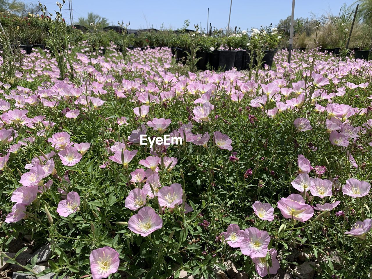 plant, flower, flowering plant, beauty in nature, freshness, nature, growth, fragility, pink, land, no people, field, day, springtime, sky, outdoors, petal, wildflower, blossom, close-up, environment, inflorescence, flower head, tranquility, landscape, grass, botany, meadow