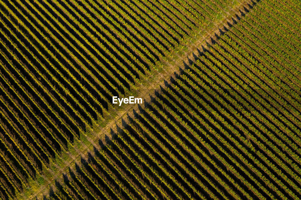 Aerial view of vineyard