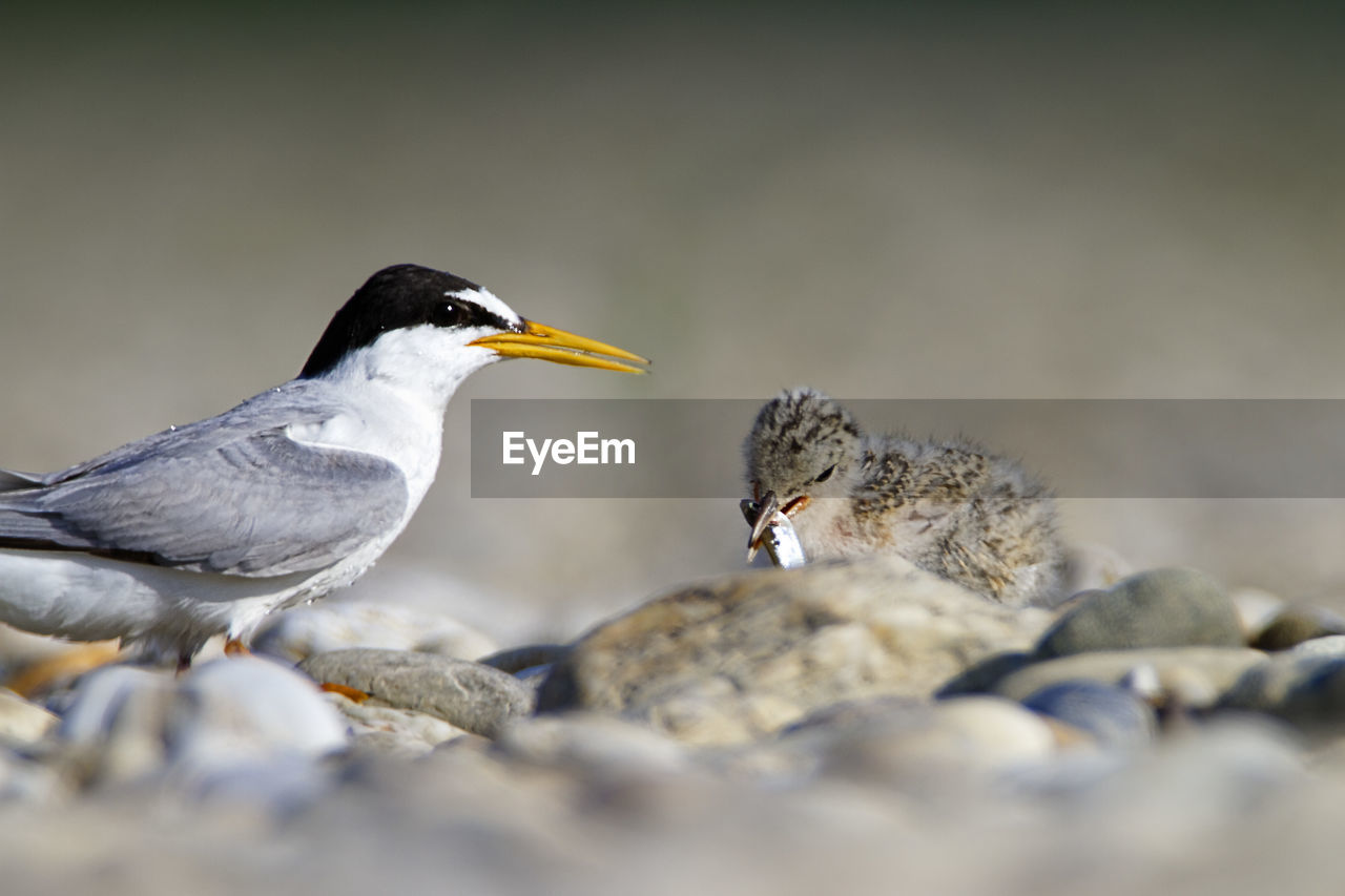 The little tern nesting on the drava river