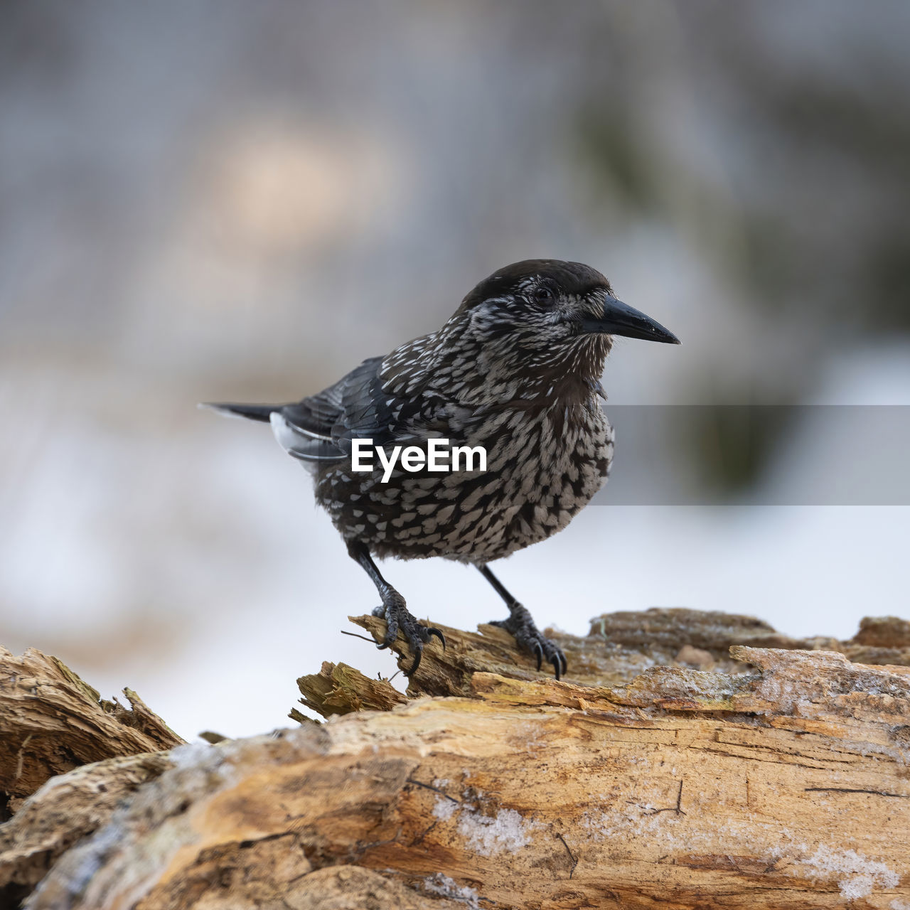 animal themes, bird, animal, animal wildlife, wildlife, one animal, nature, rock, perching, close-up, beak, side view, full length, winter, no people, focus on foreground, songbird, day, outdoors, selective focus, black, beauty in nature, wood, sunbeam, environment, landscape, outdoor pursuit, portrait, standing