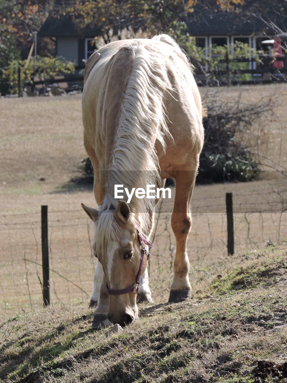 Horse grazing in ranch