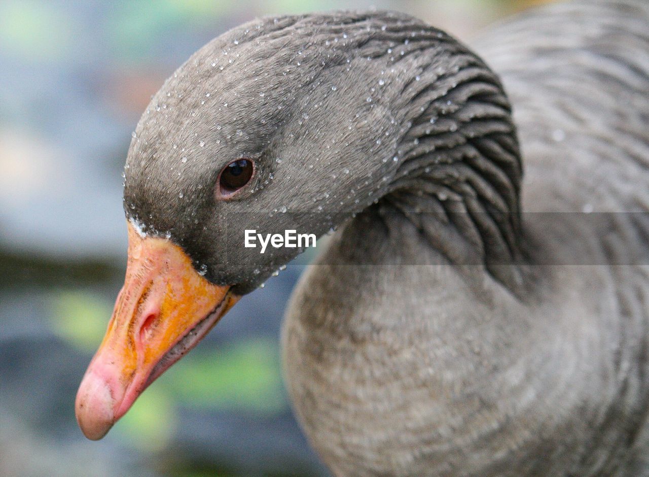 Close-up of wet greylag goose 