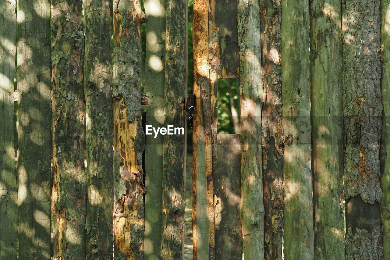 FULL FRAME SHOT OF TREES IN FOREST