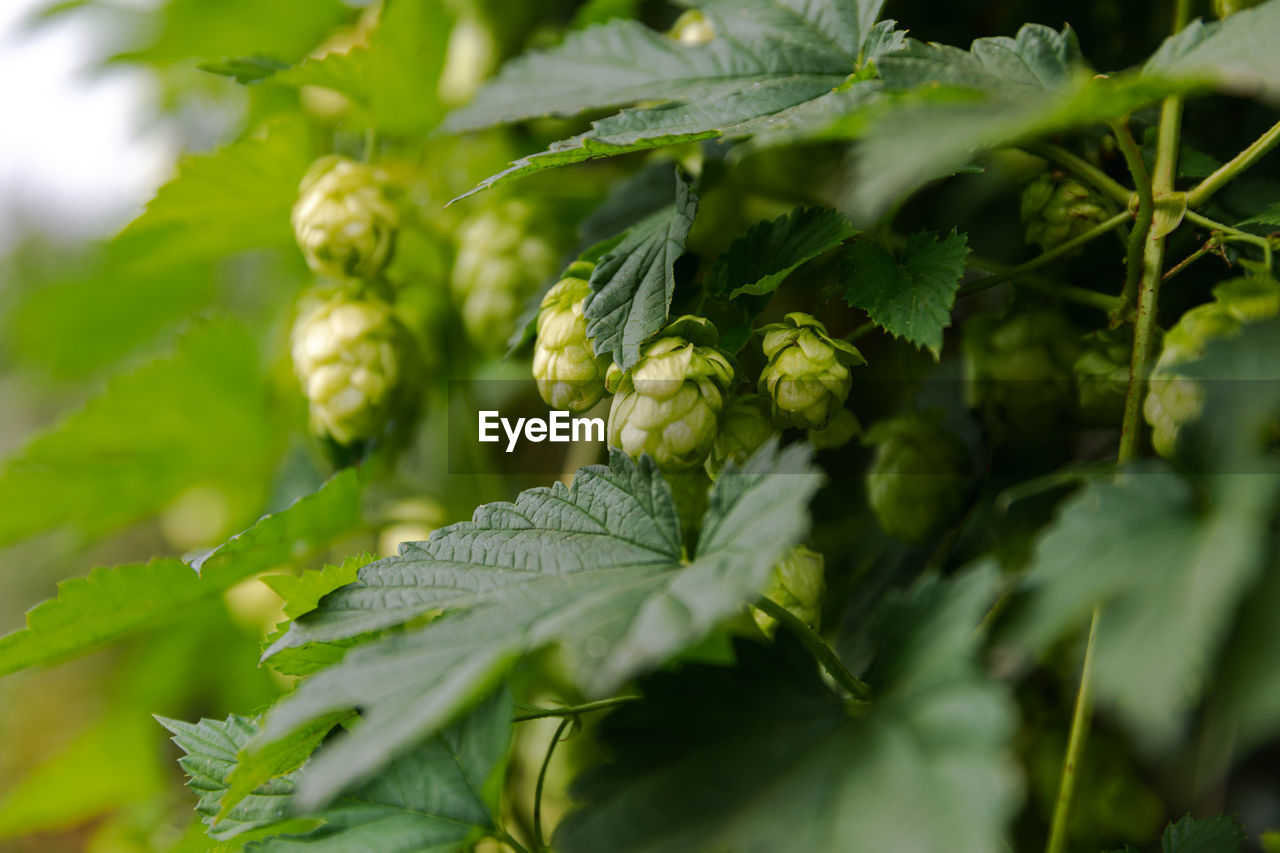 close-up of plant growing on tree