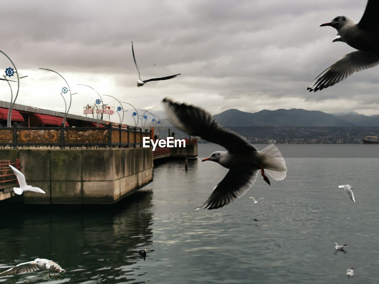 BIRDS FLYING OVER SEA