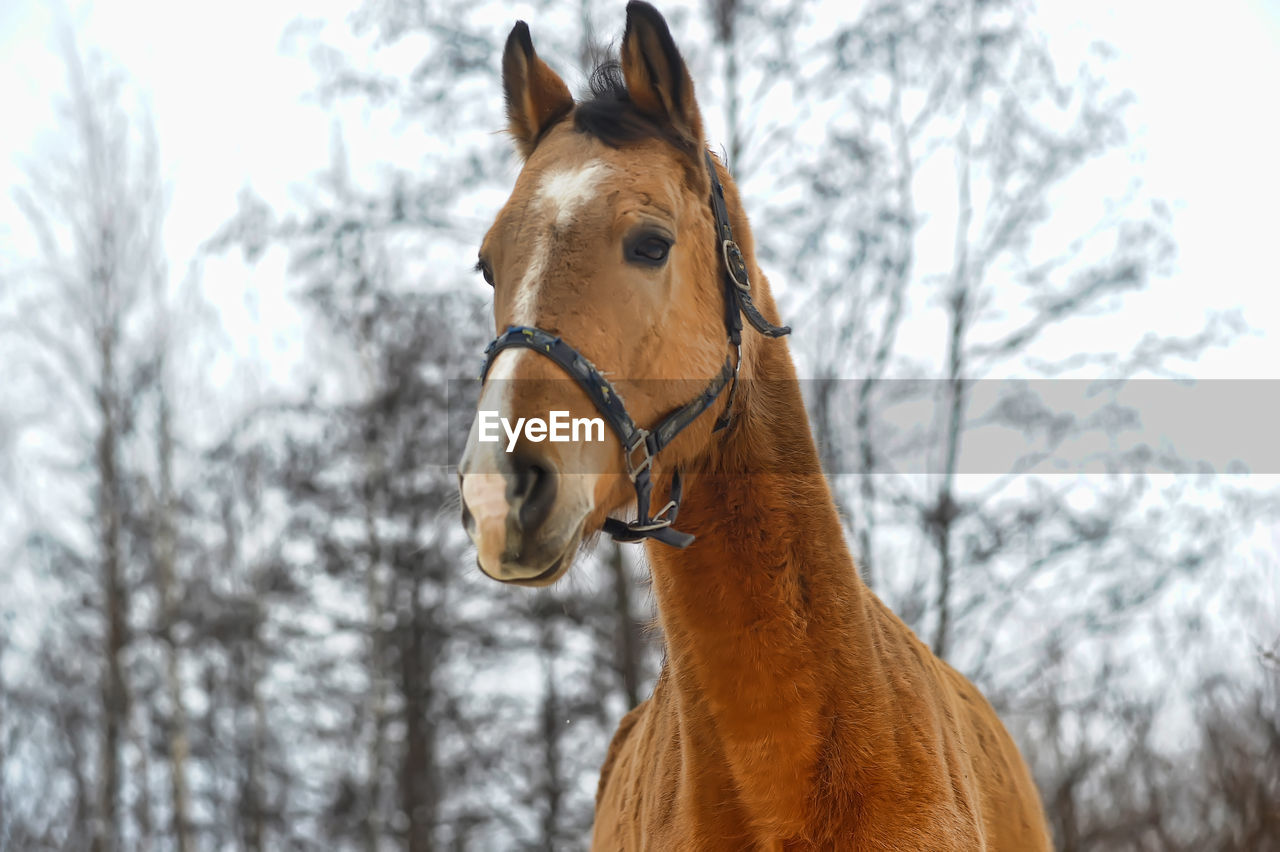 HORSE IN SNOW