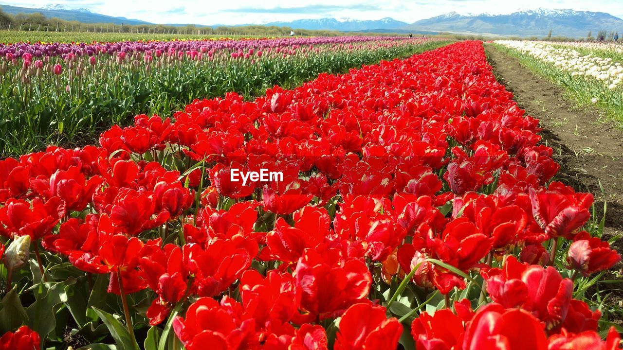 RED POPPIES ON FIELD