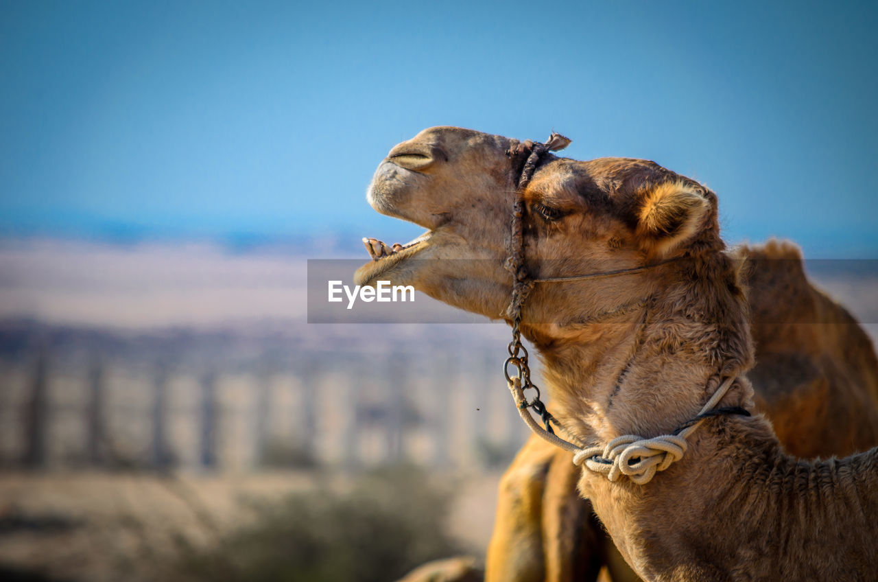 Camel's yawn