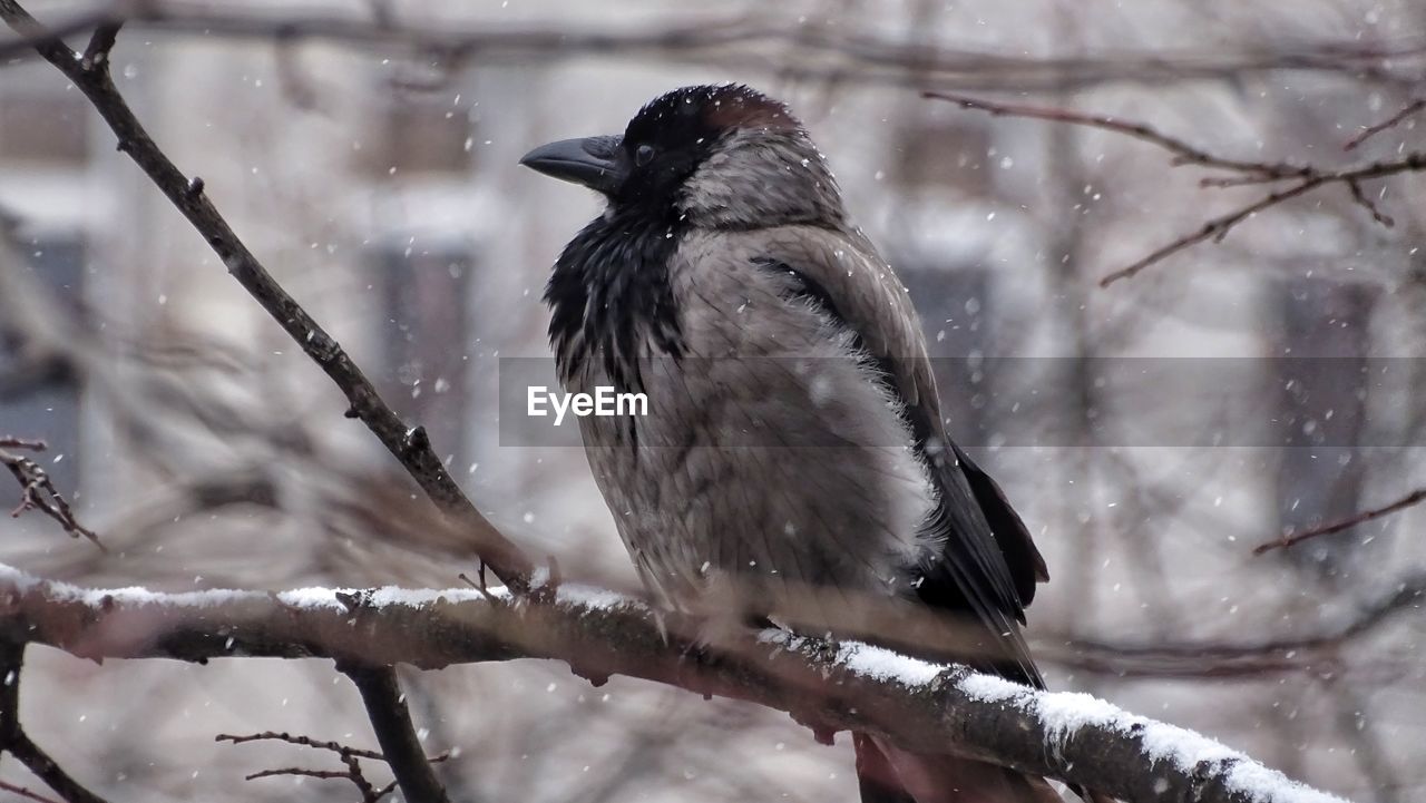 Close-up of bird perching on frozen tree during winter