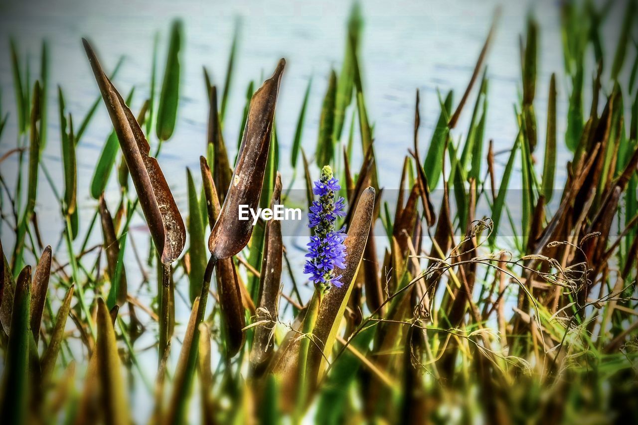 grass, nature, plant, green, flower, beauty in nature, macro photography, growth, close-up, leaf, no people, flowering plant, water, selective focus, day, land, sunlight, outdoors, field, meadow, tranquility, freshness