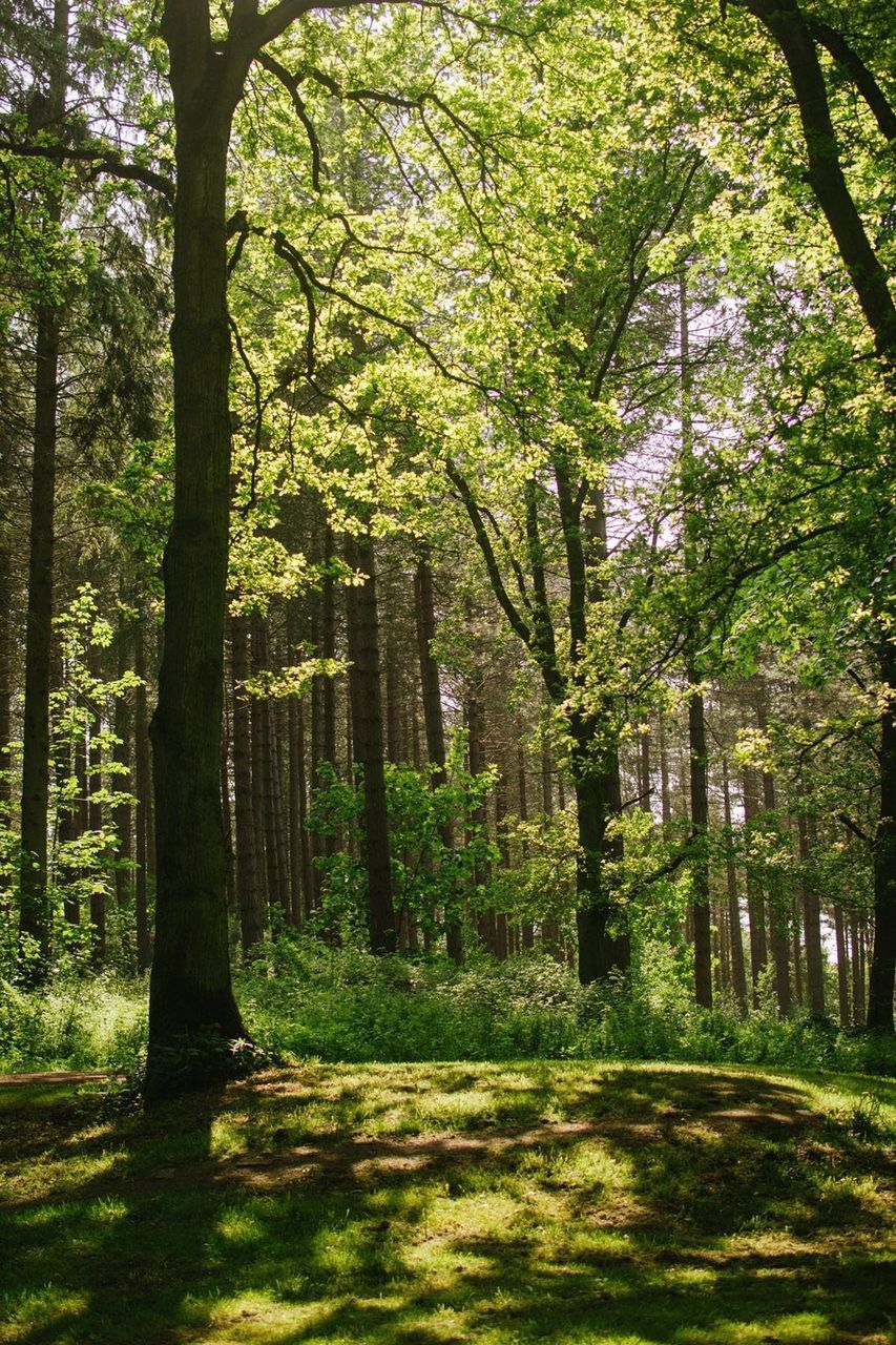 TREES AND FOREST