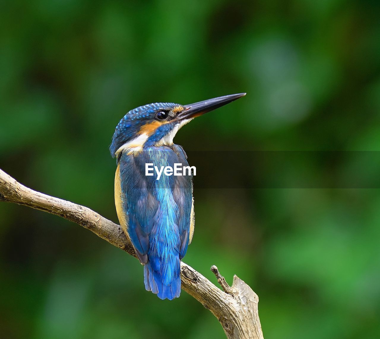 Close-up of common kingfisher perching on branch