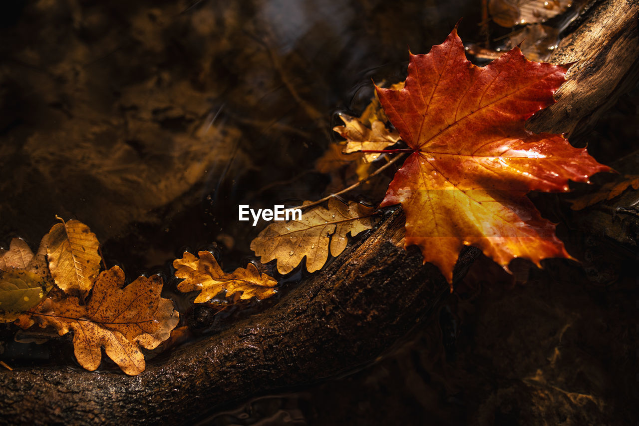 Close-up of maple leaves on fallen tree