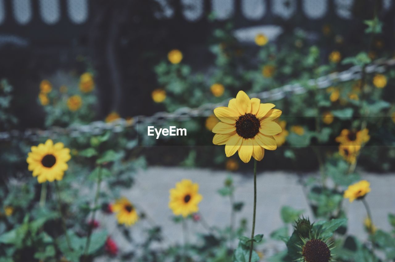 Close-up of yellow cosmos flowers blooming outdoors