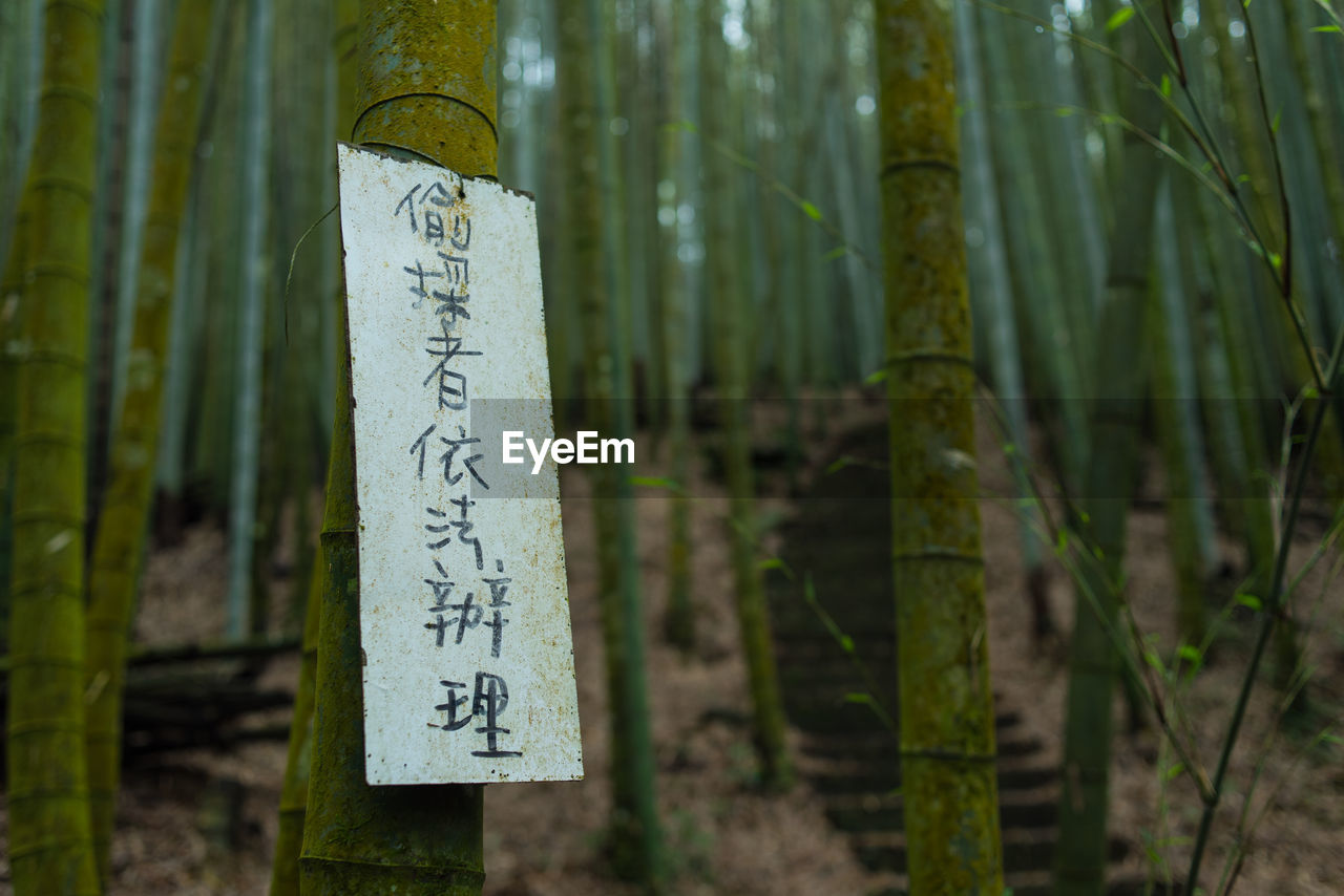 CLOSE-UP OF SIGN ON TREE TRUNK