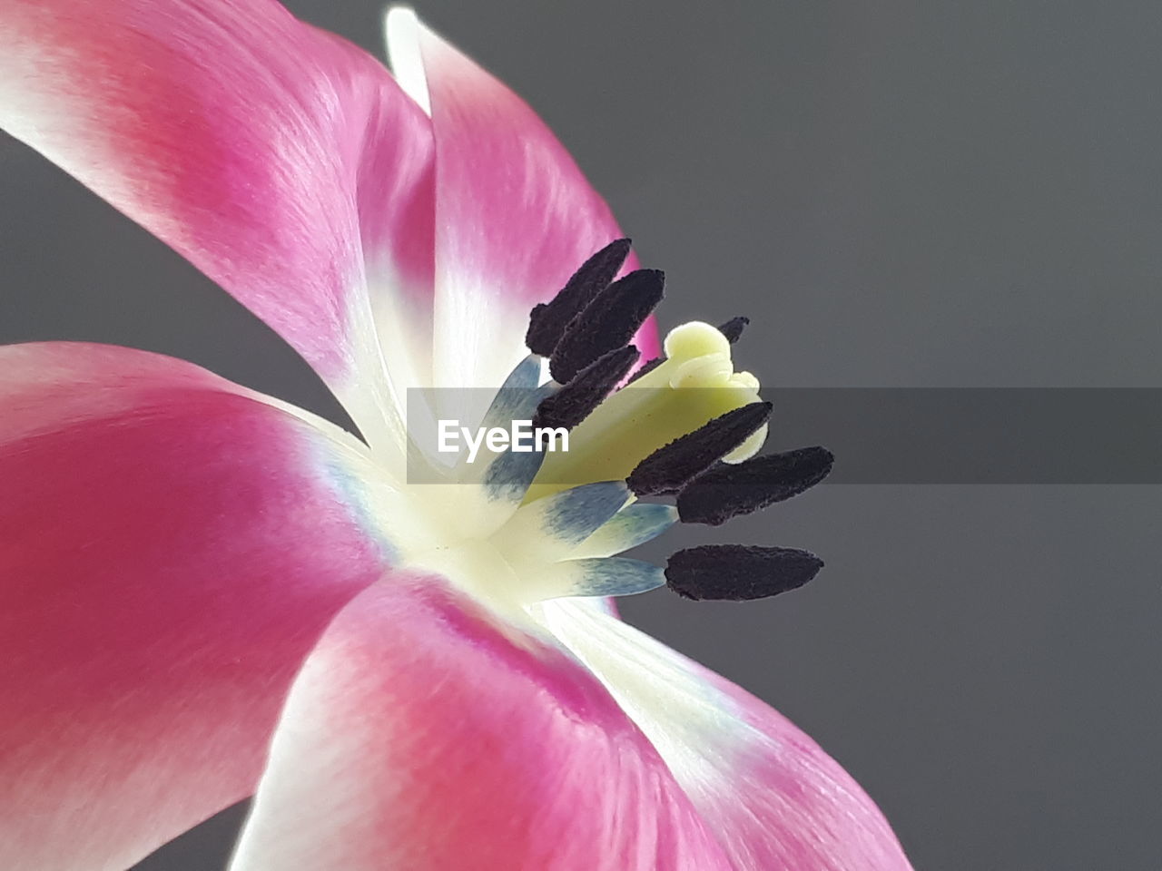 CLOSE-UP OF PINK ROSE FLOWER AGAINST WHITE BACKGROUND