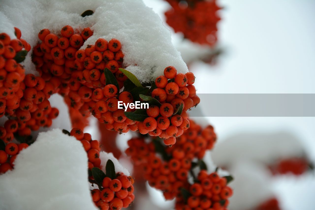 Close-up of red berries covered with snow