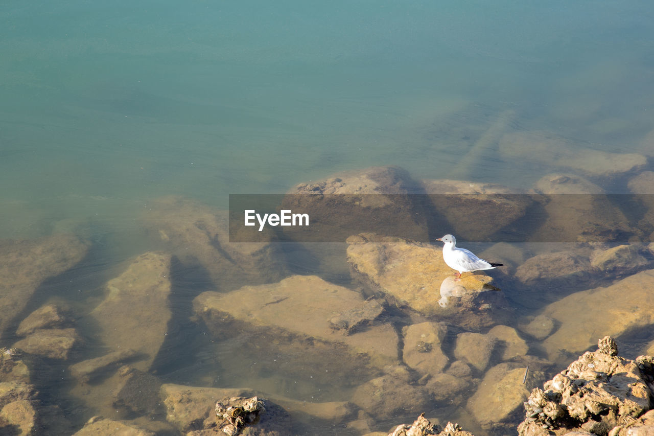 SEAGULLS PERCHING ON LAKE