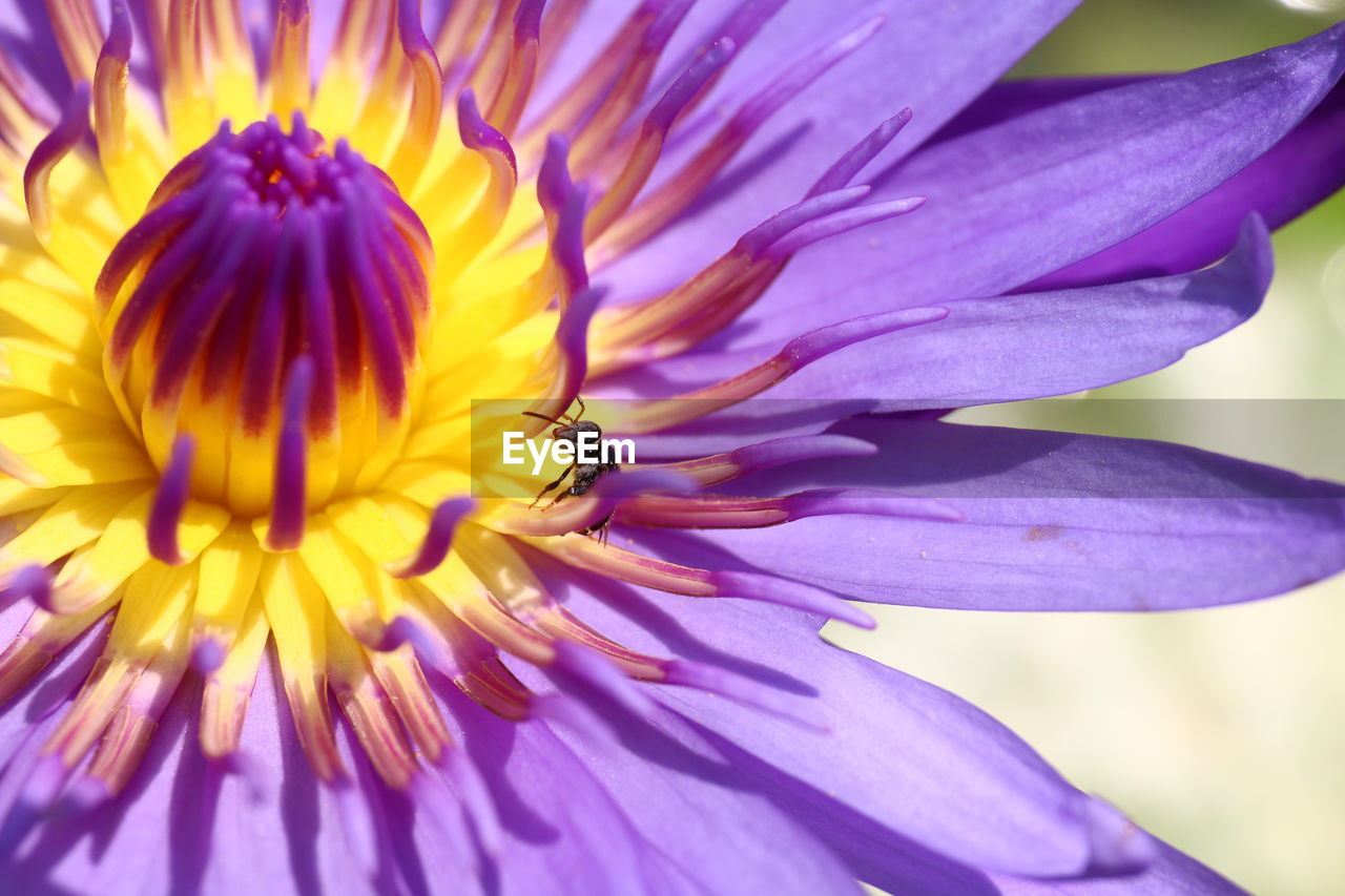 CLOSE-UP OF HONEY BEE ON PURPLE CONEFLOWER