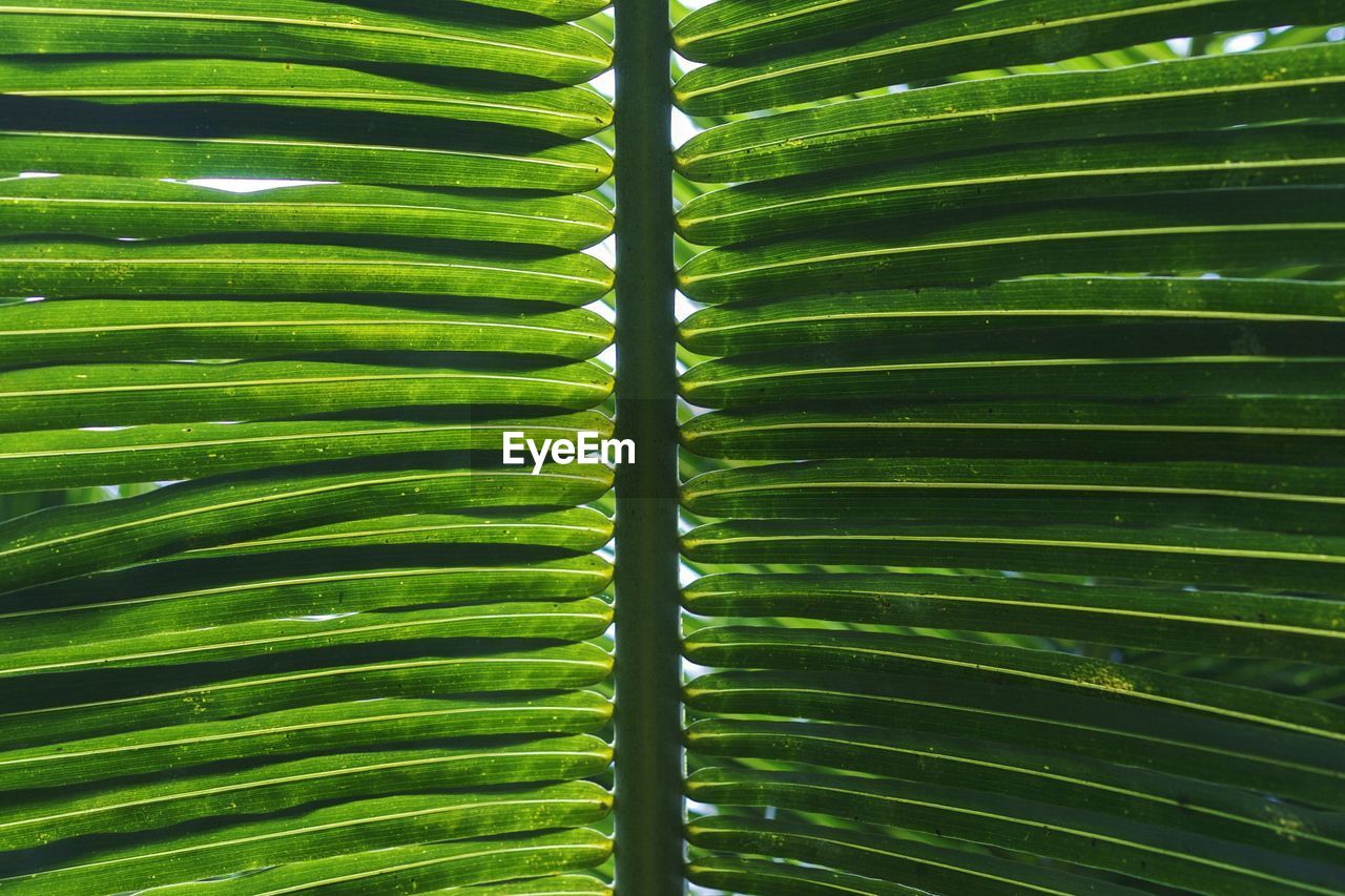 Full frame shot of palm leaf