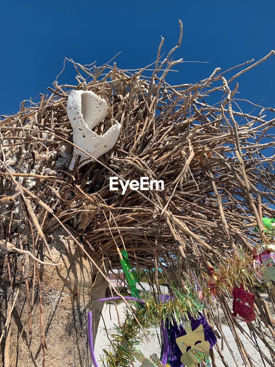 LOW ANGLE VIEW OF BIRD NEST ON PLANT AGAINST SKY