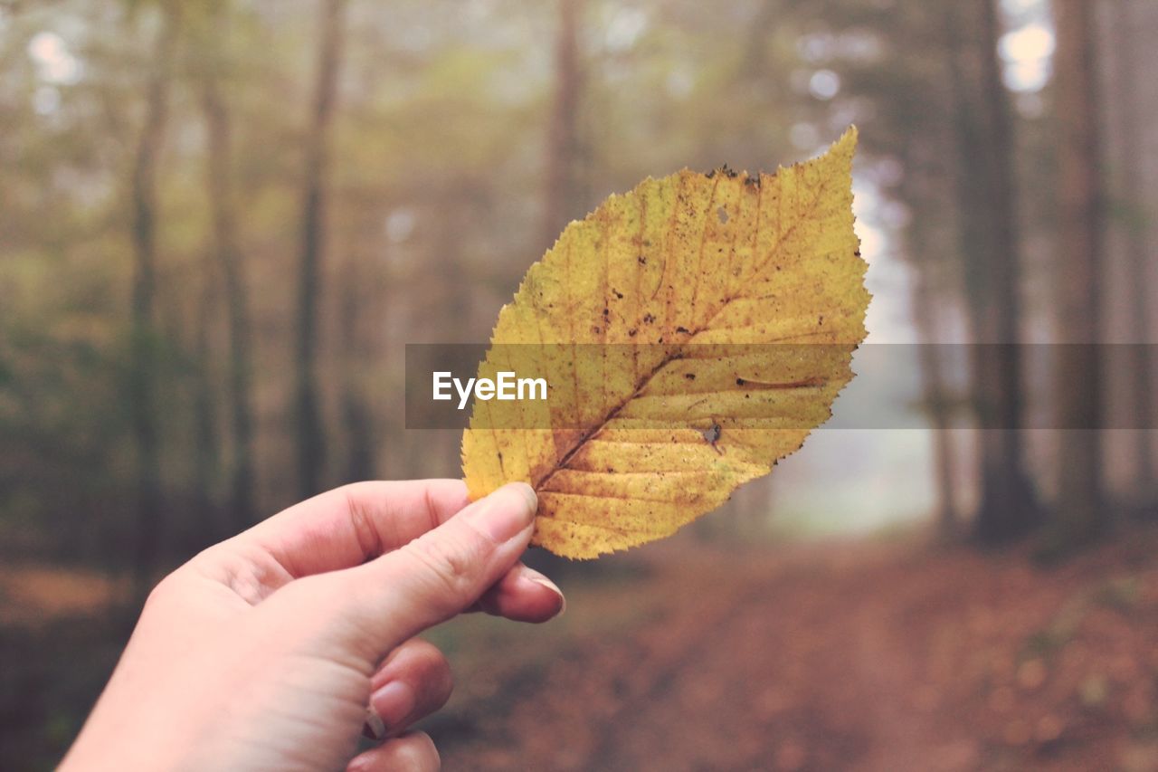 Cropped hand holding autumn leaves