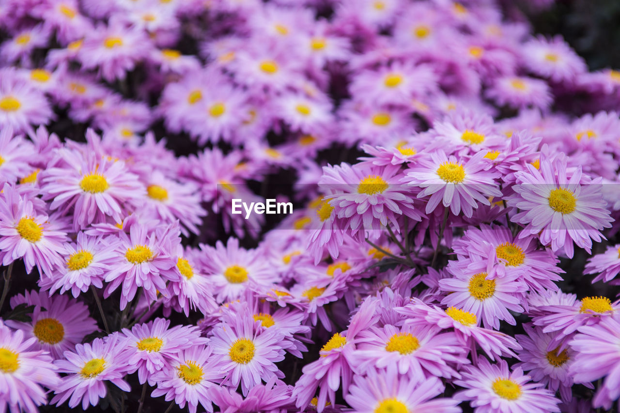 Close-up of purple flowers