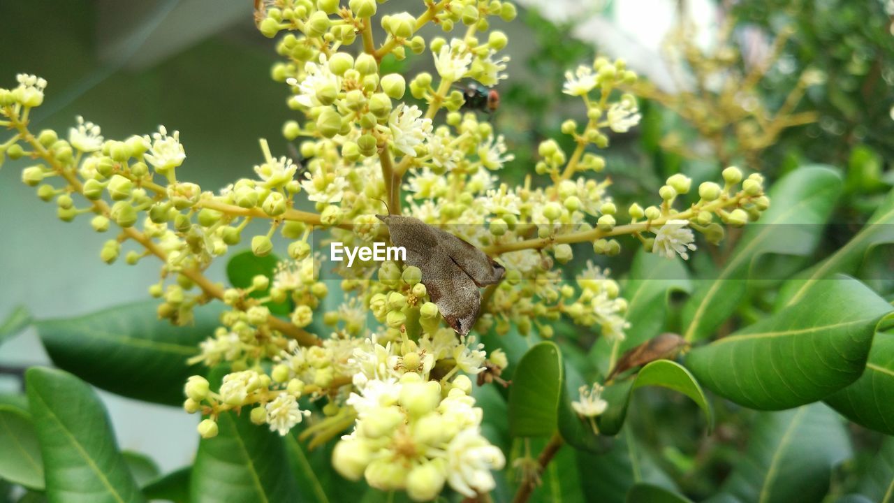 CLOSE-UP OF BUTTERFLY ON FLOWER