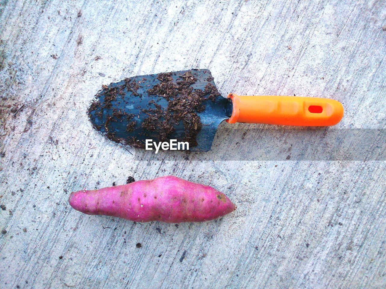 Close-up of sweet potato and spade