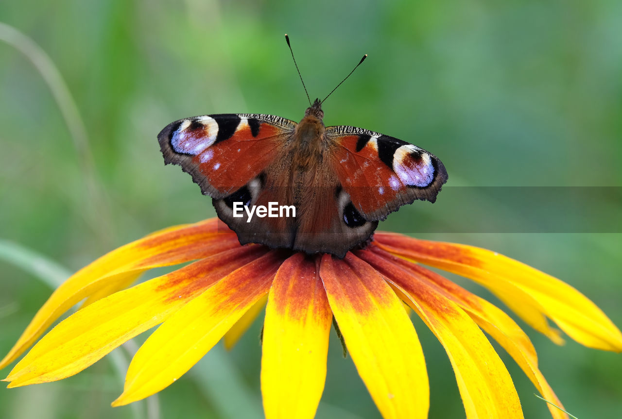 Peacock eye butterfly is sitting on the yellow flower above blur green background on summer day