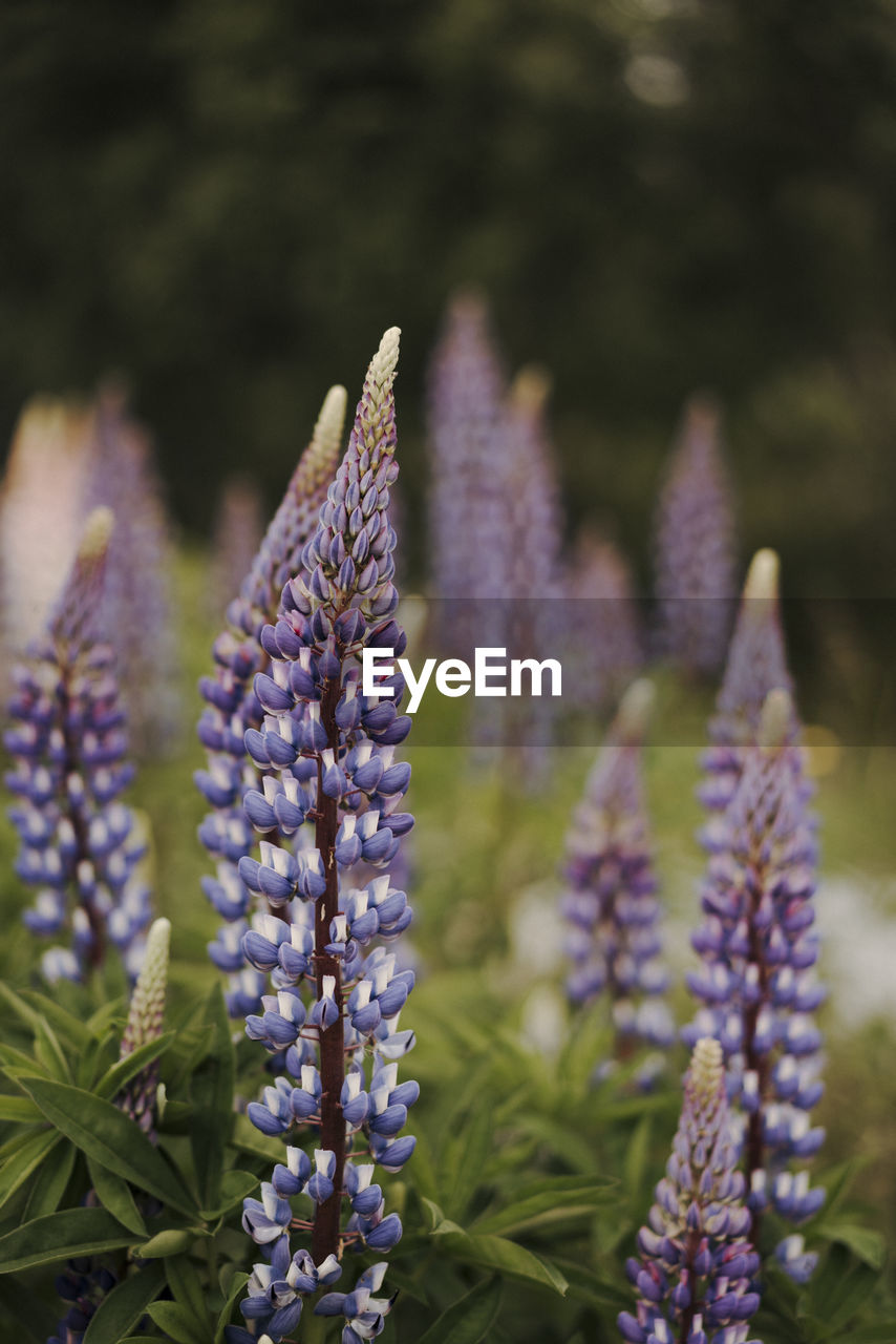 Close-up of purple lavender flowers on field