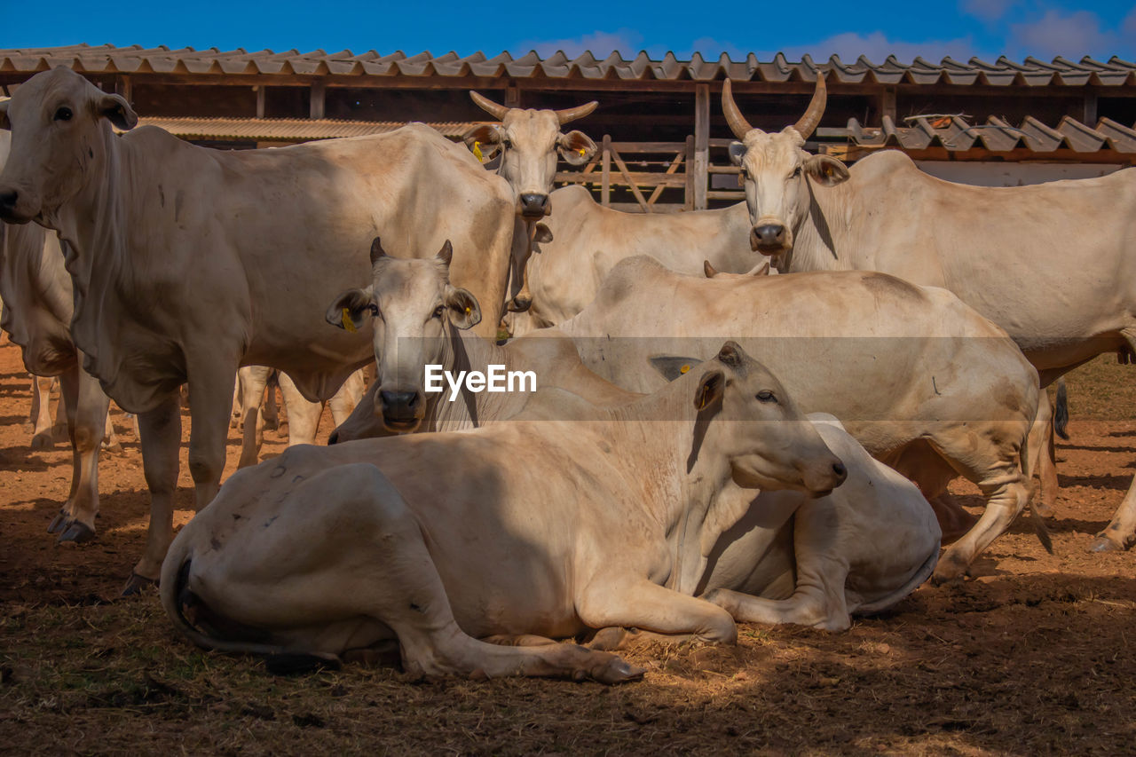 COWS ON THE GROUND