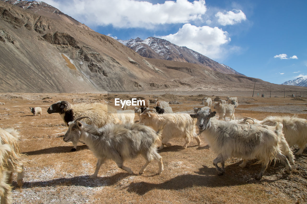 VIEW OF SHEEP ON LANDSCAPE