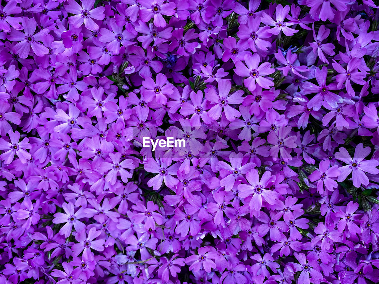 Full frame shot of purple flowering plants