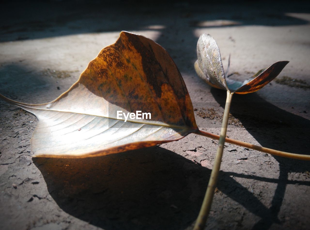 Close-up of dry leaves on plant