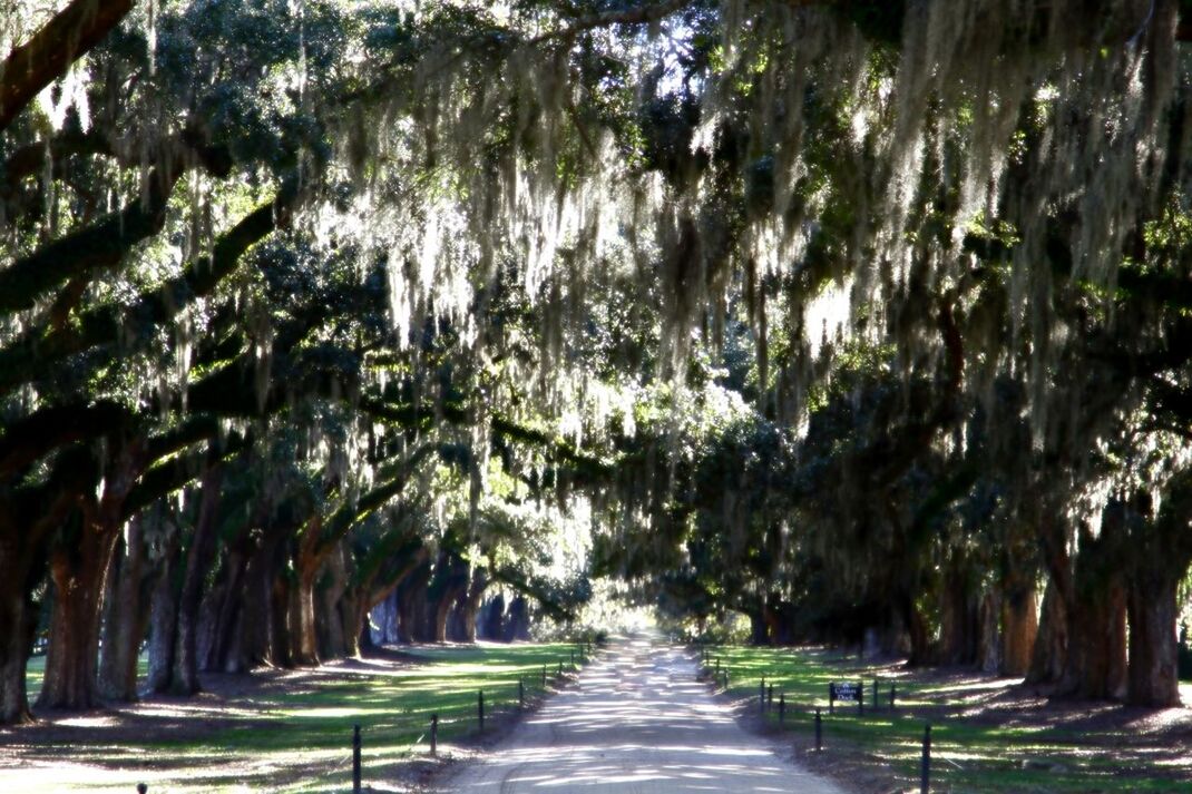 FOOTPATH PASSING THROUGH TREES