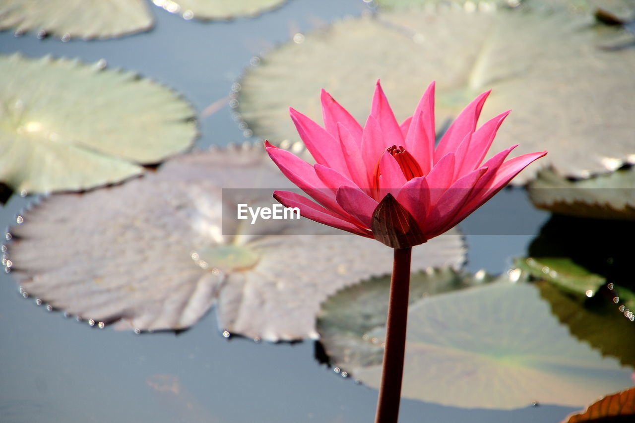 Close-up of pink lotus water lily