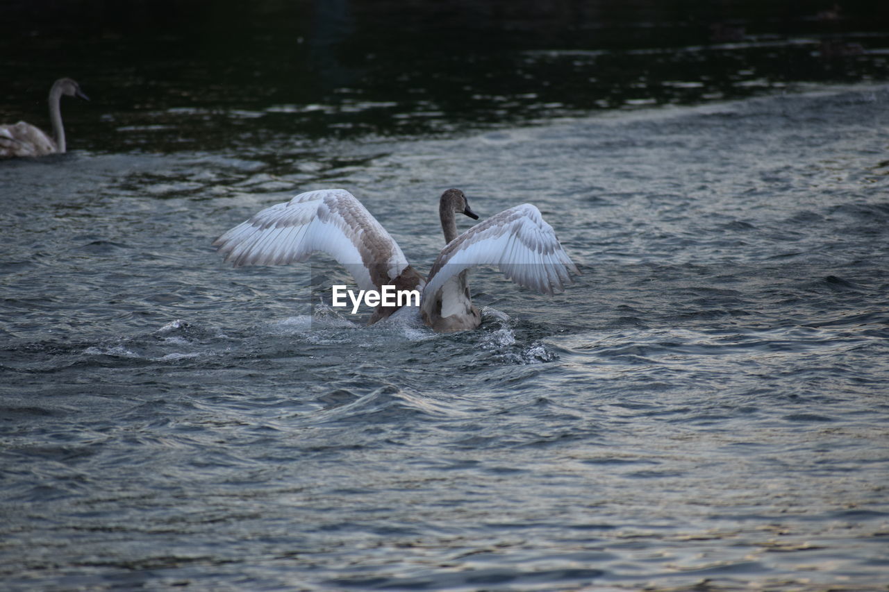 VIEW OF SWANS IN WATER