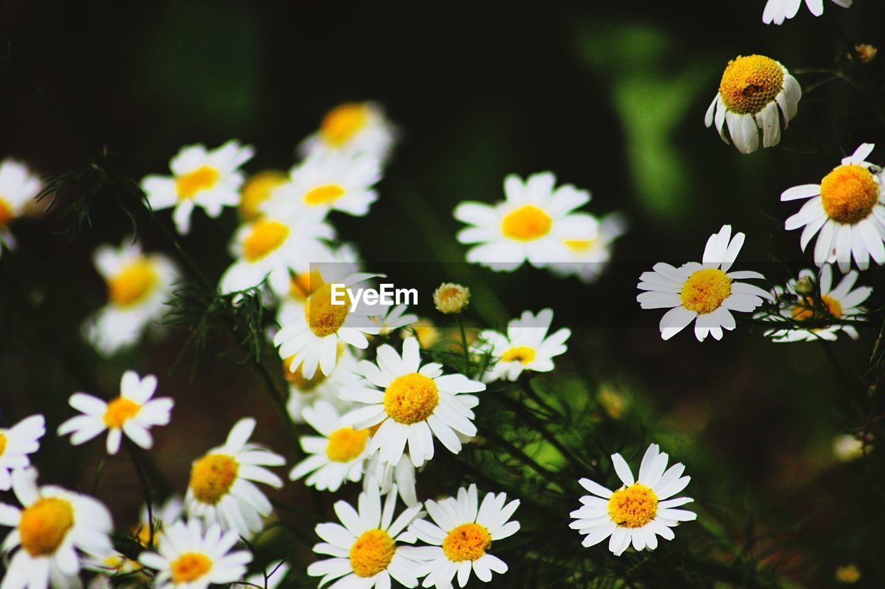 HIGH ANGLE VIEW OF WHITE DAISIES BLOOMING OUTDOORS