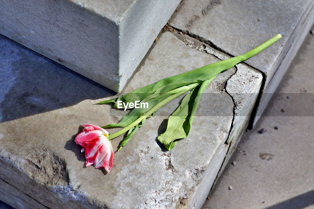 High angle view of red roses on plant