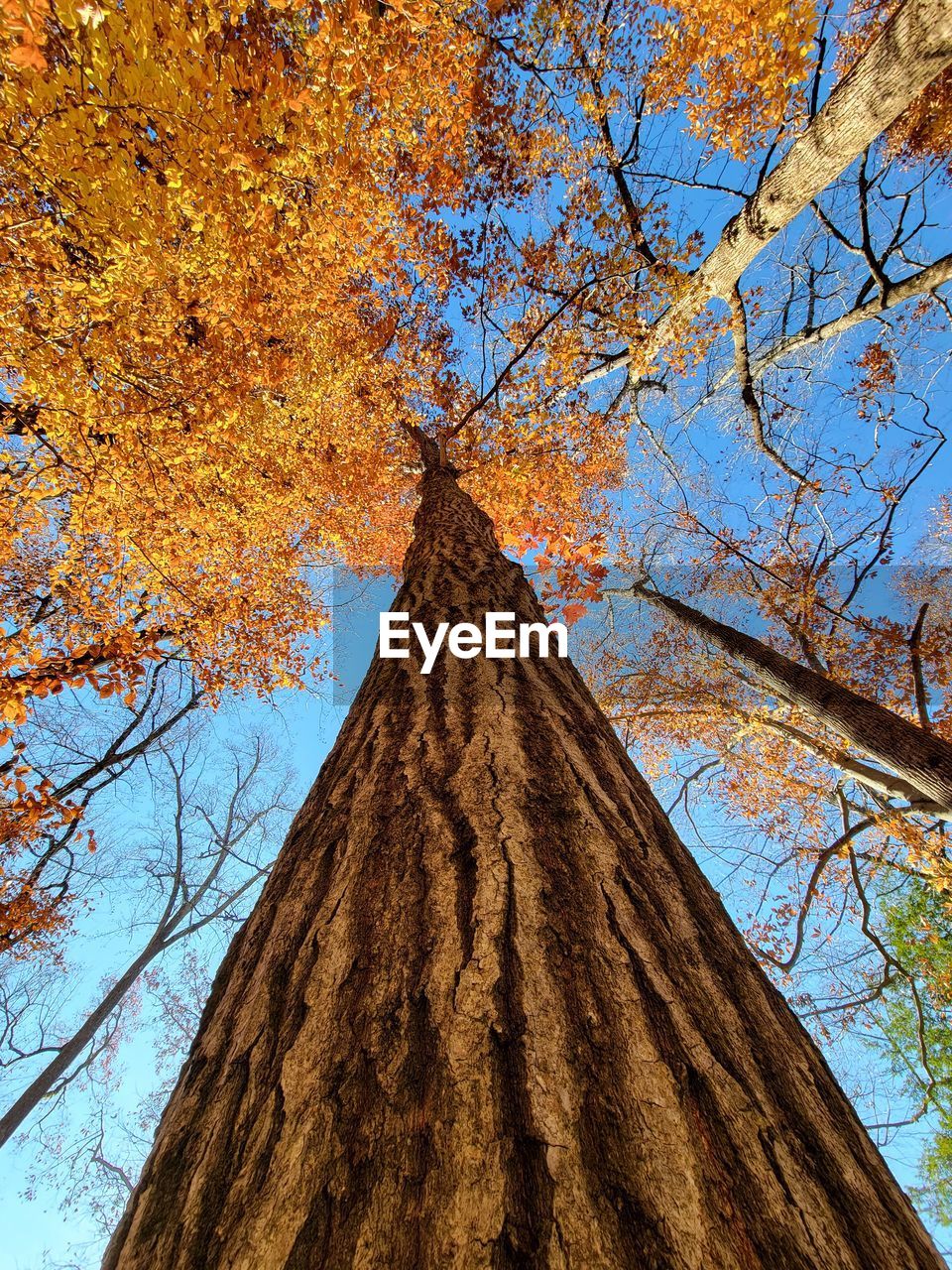 tree, plant, leaf, low angle view, autumn, branch, nature, beauty in nature, no people, sky, tree trunk, trunk, day, tranquility, scenics - nature, growth, sunlight, outdoors, land, non-urban scene, orange color, plant part, tranquil scene, bare tree, clear sky, idyllic, woodland